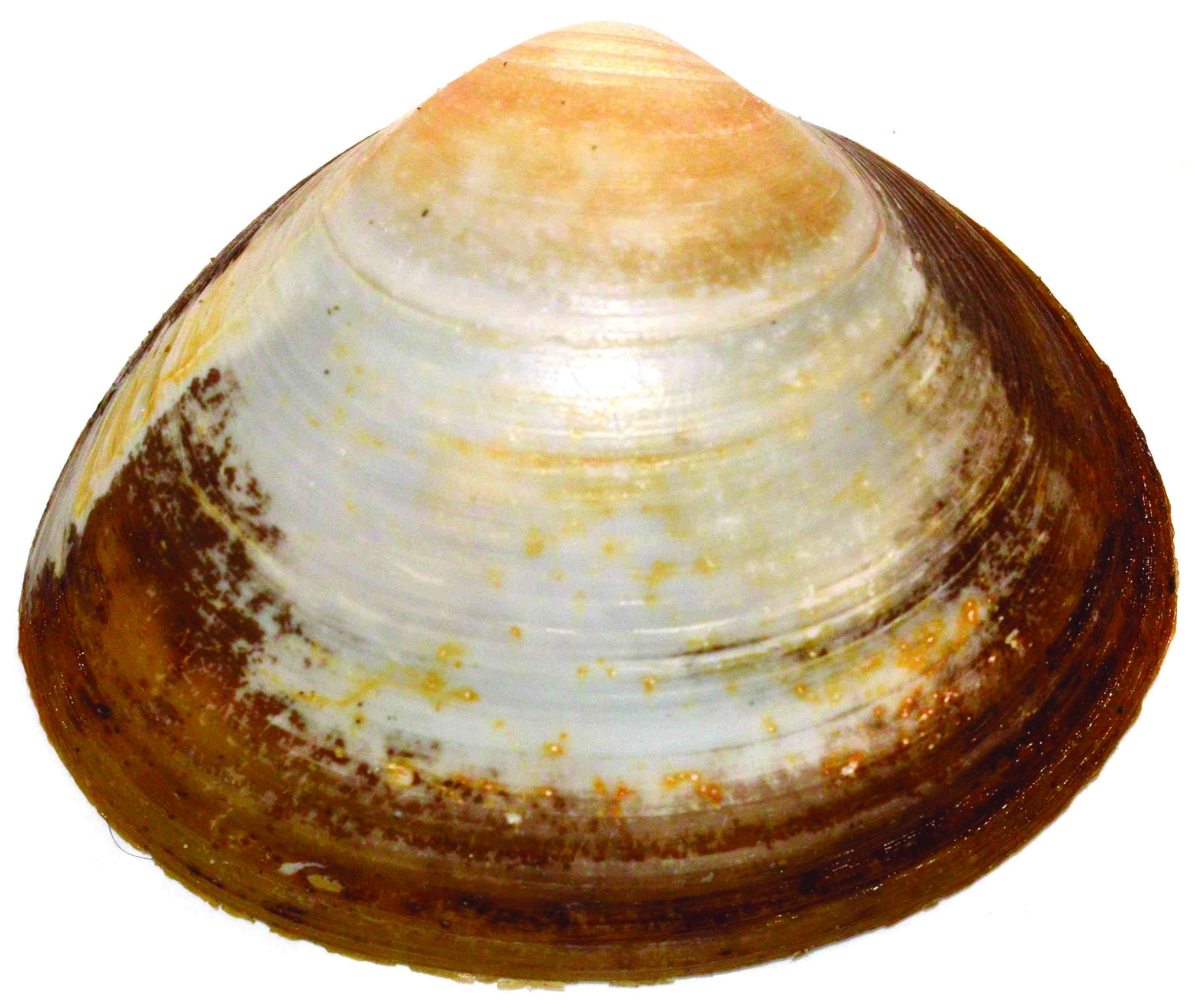 Surf clam